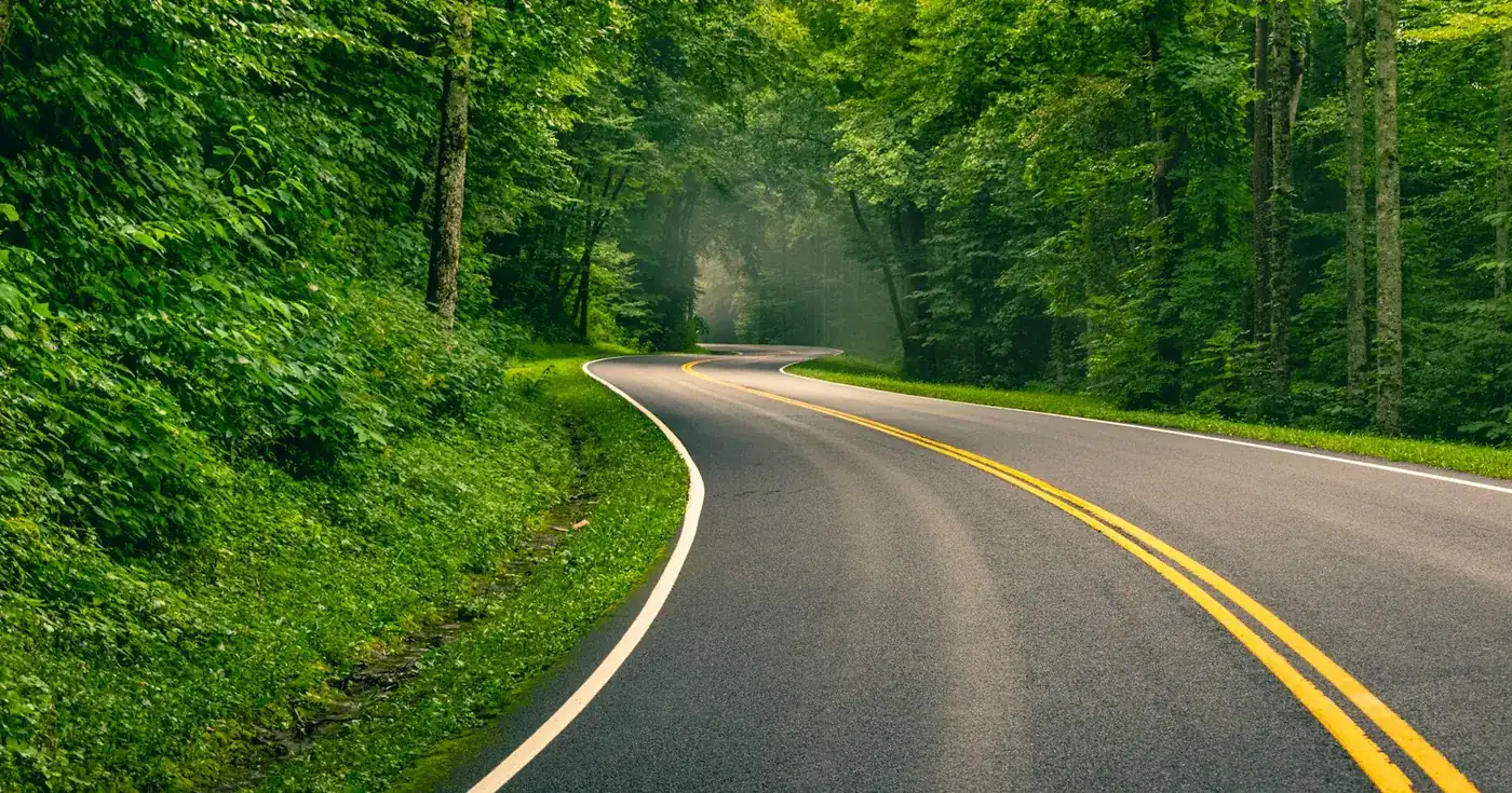 Leere Straße durch einen grünen Wald